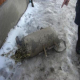 Russie a bombardé aux collecteurs d'ail sauvage